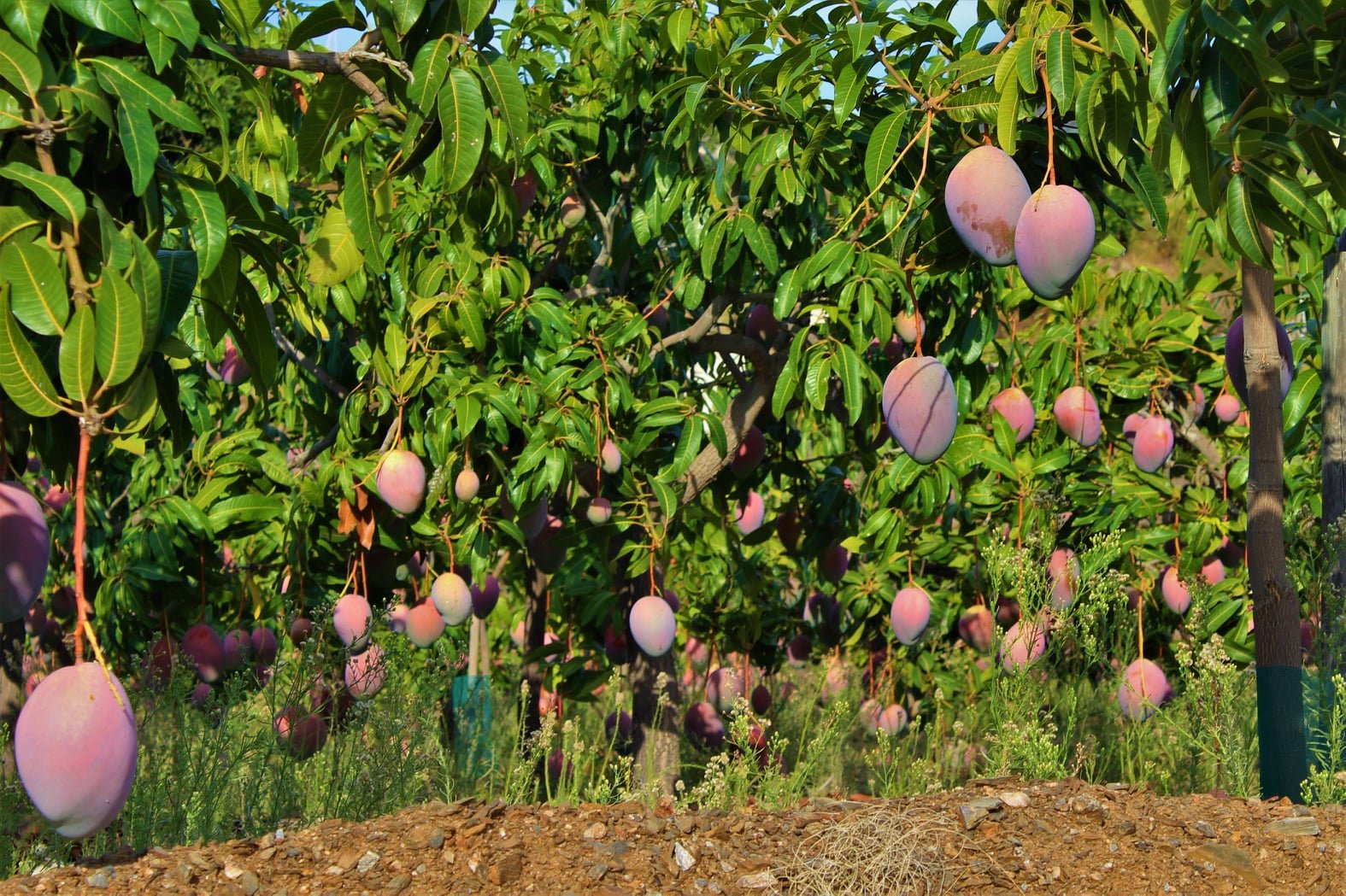 La culture de la mangue en Espagne