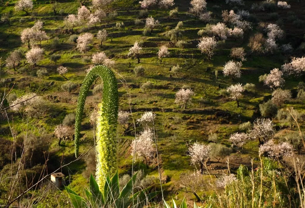 excursion les amandiers en fleurs depuis Nerja en Andalousie