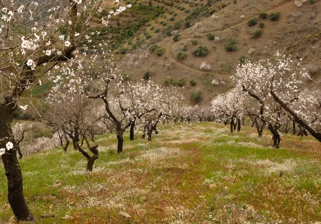 excursion depuis nerja andalousie amandiers en fleur et visite village