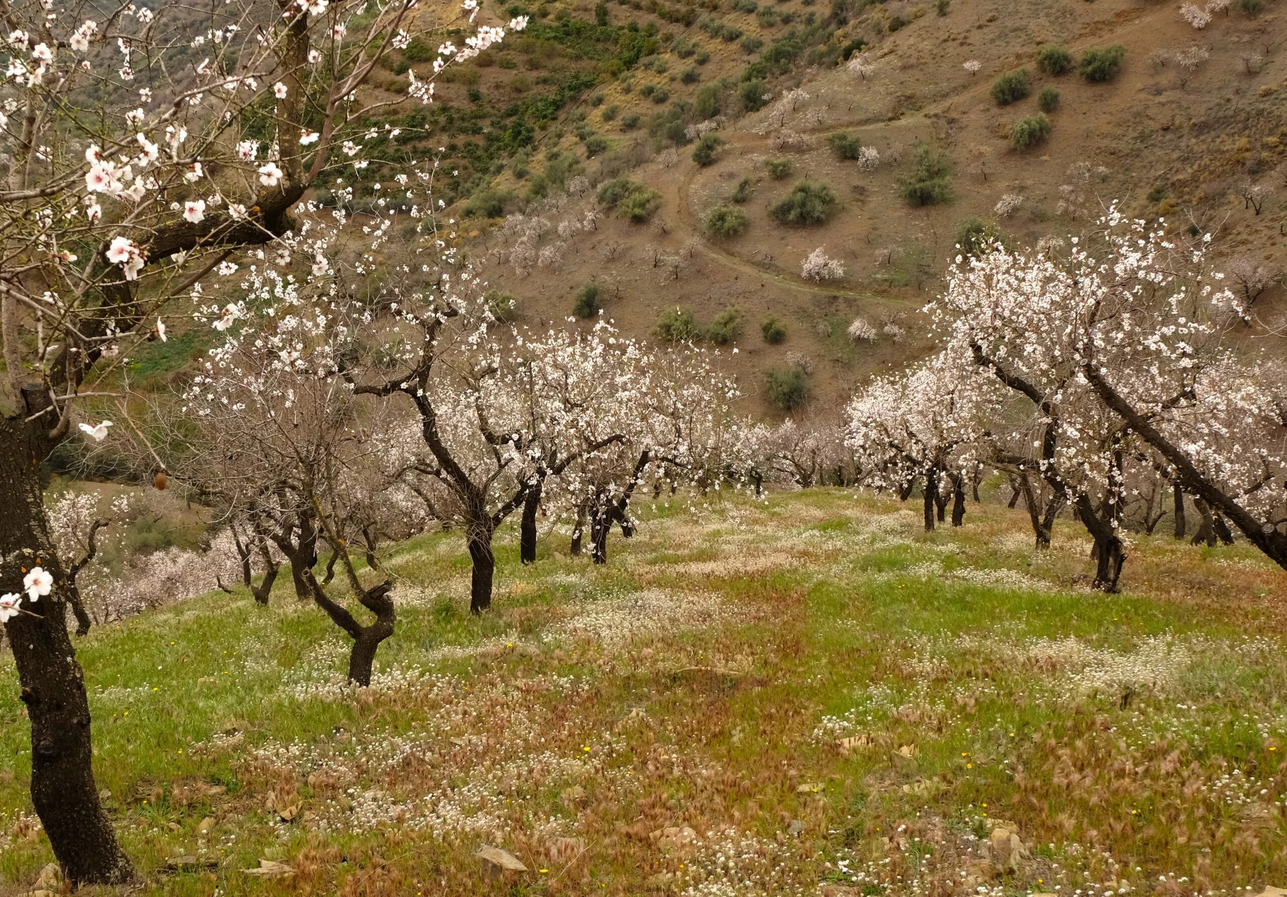 excursion-depuis-nerja-andalousie-amandiers-en-fleur-et-visite-village