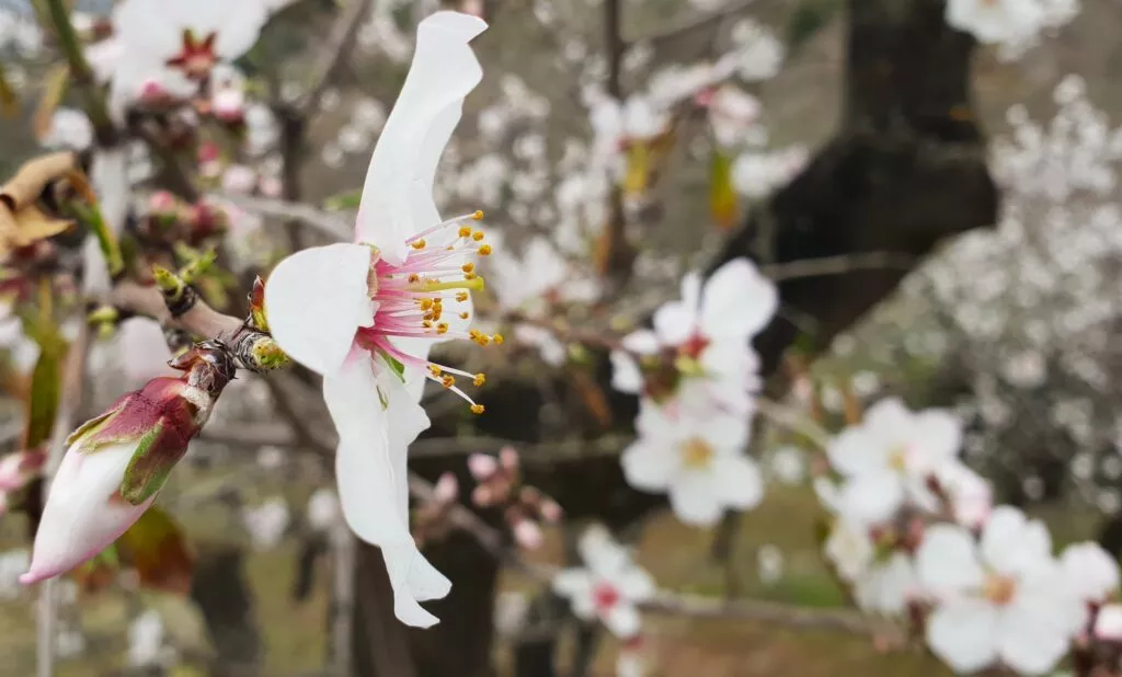 tour from nerja almond blossom tour january february