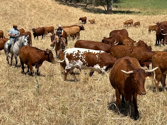 ranch holidays with horses in southern spain