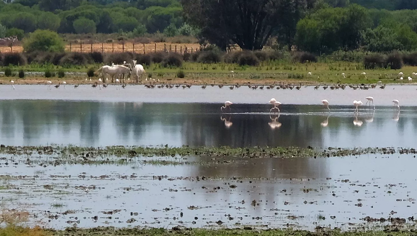 Parco di Donana da Siviglia