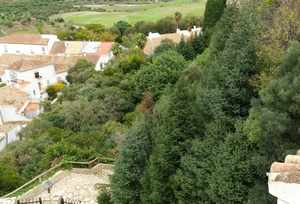 what to see in Zahara de la sierra the pinsapo forest in the village el jardin de pinsapos