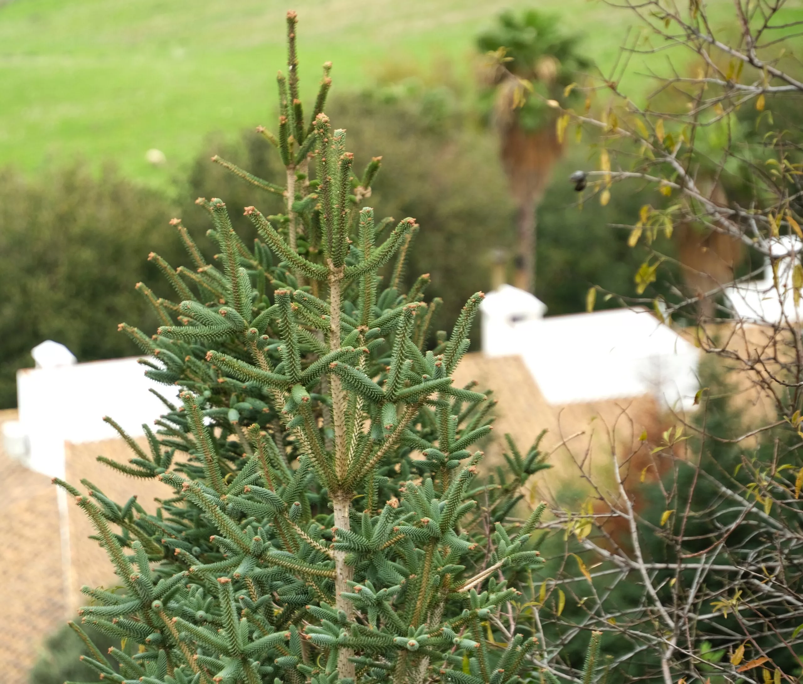 zahara-de-la-sierra-what-to-see-pinsapo-tree