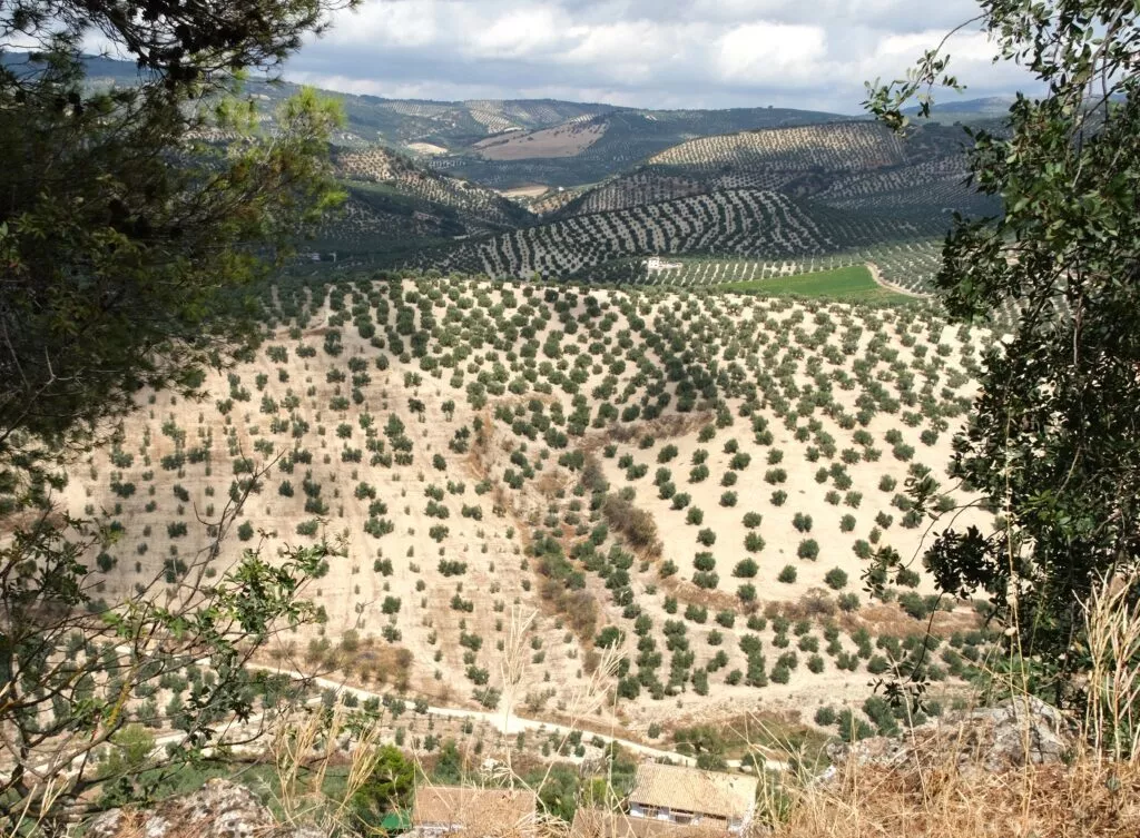 montefrio que ver miradas sobre campos de olivos