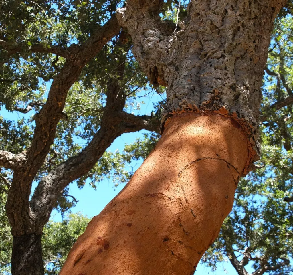 castellar de la frontera cosa vedere bosco di querce da sughero