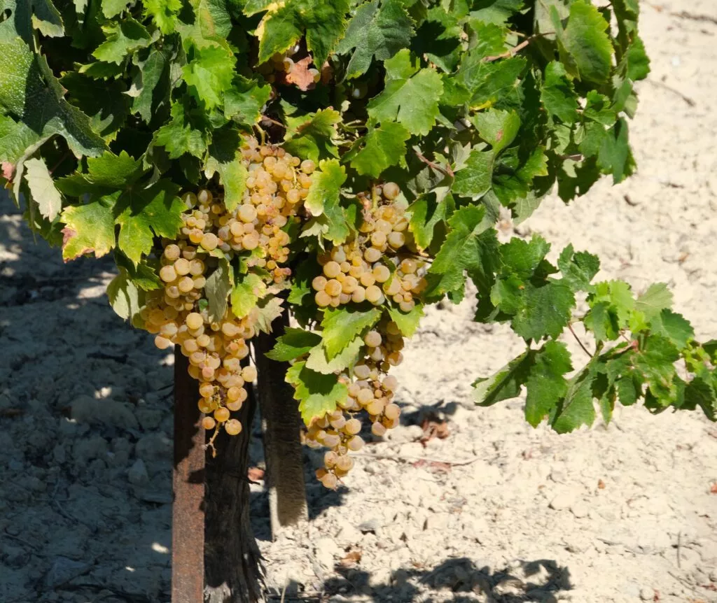 jerez de la frontera things to see palomino fino grape variety tio pepe