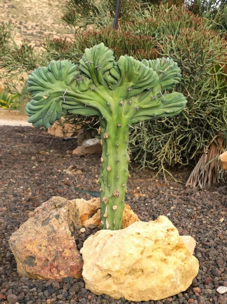 nijar que ver jardin botanico cactus nijar entrada pueblo