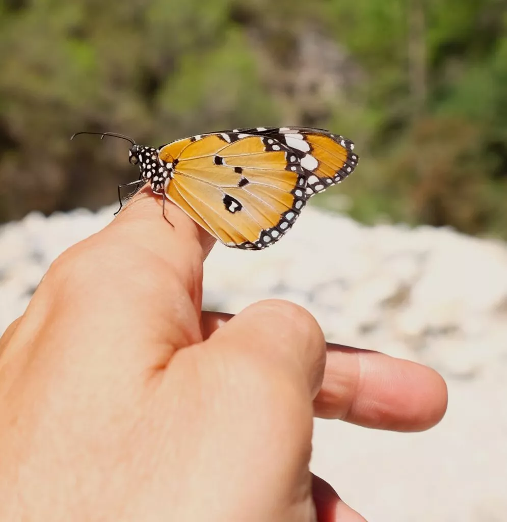 sendero mariposa monarca