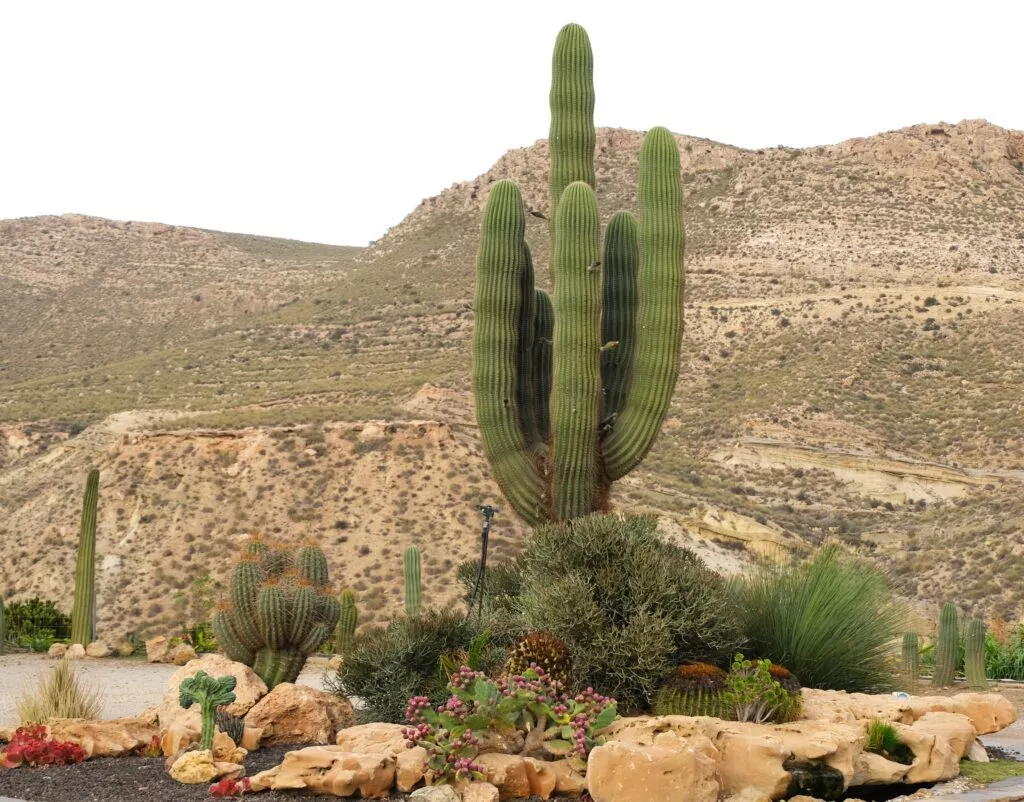 things to see in nijar the shop and garden cactus nijar