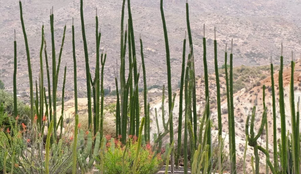 visitare nijar cosa vedere il giardino botanico dei cactus di nijar