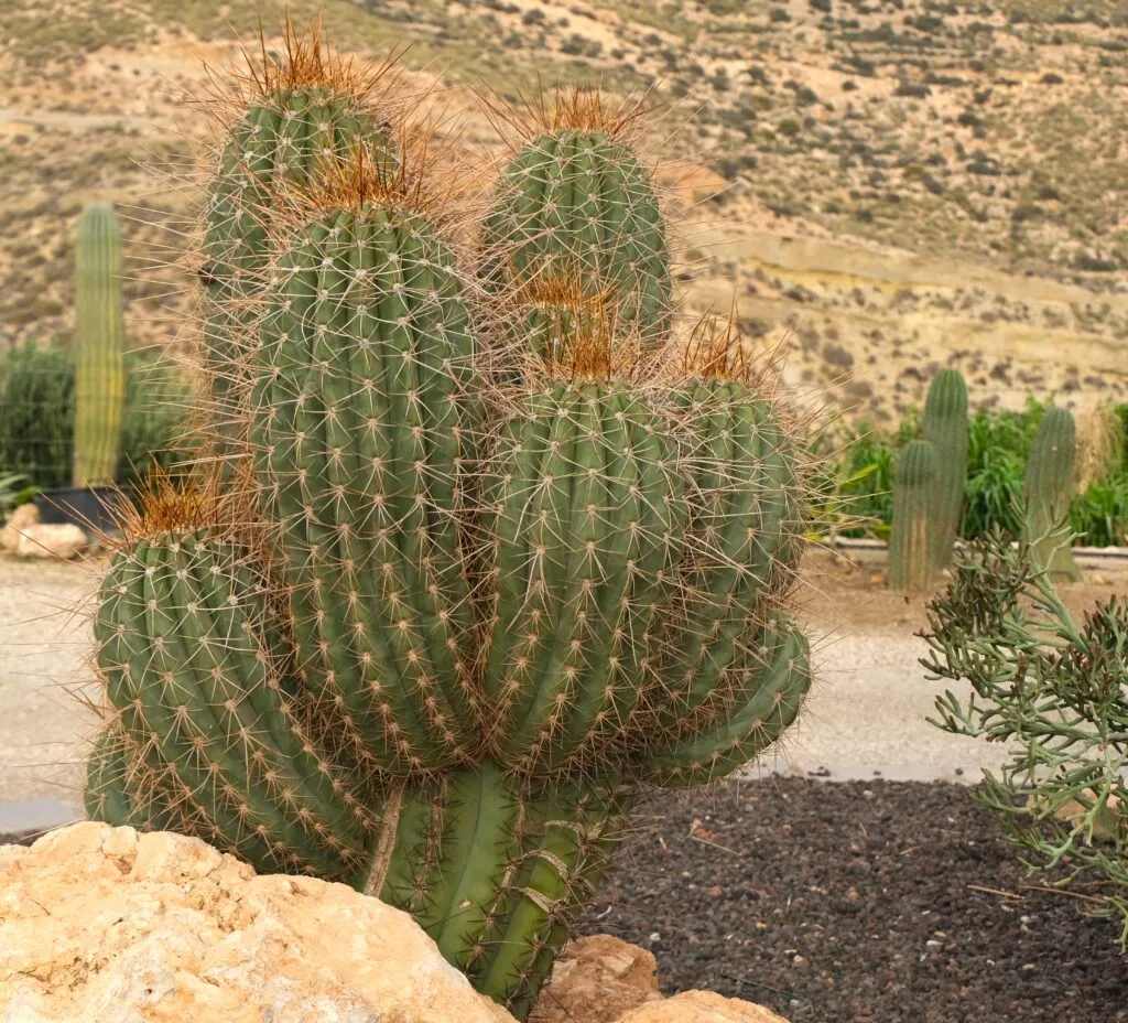 visitare nijar cosa vedere il giardino botanico dei cactus di nijar