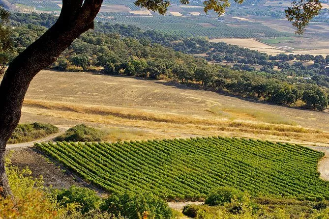 marbella s private tour ronda wine