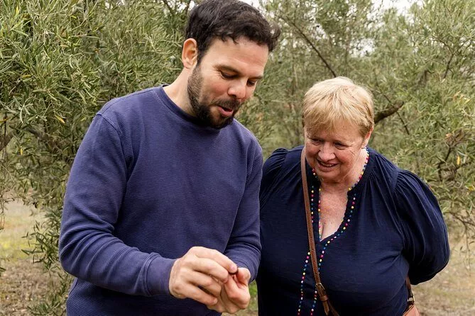 olive oil tour from malaga in the fields