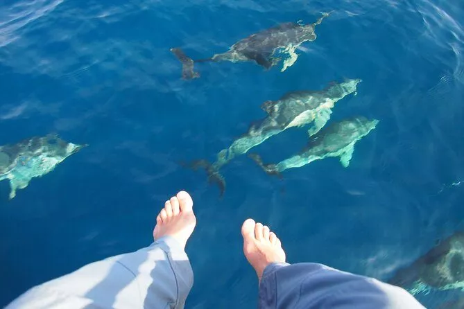 private tour from marbella watching delphins during boat tour