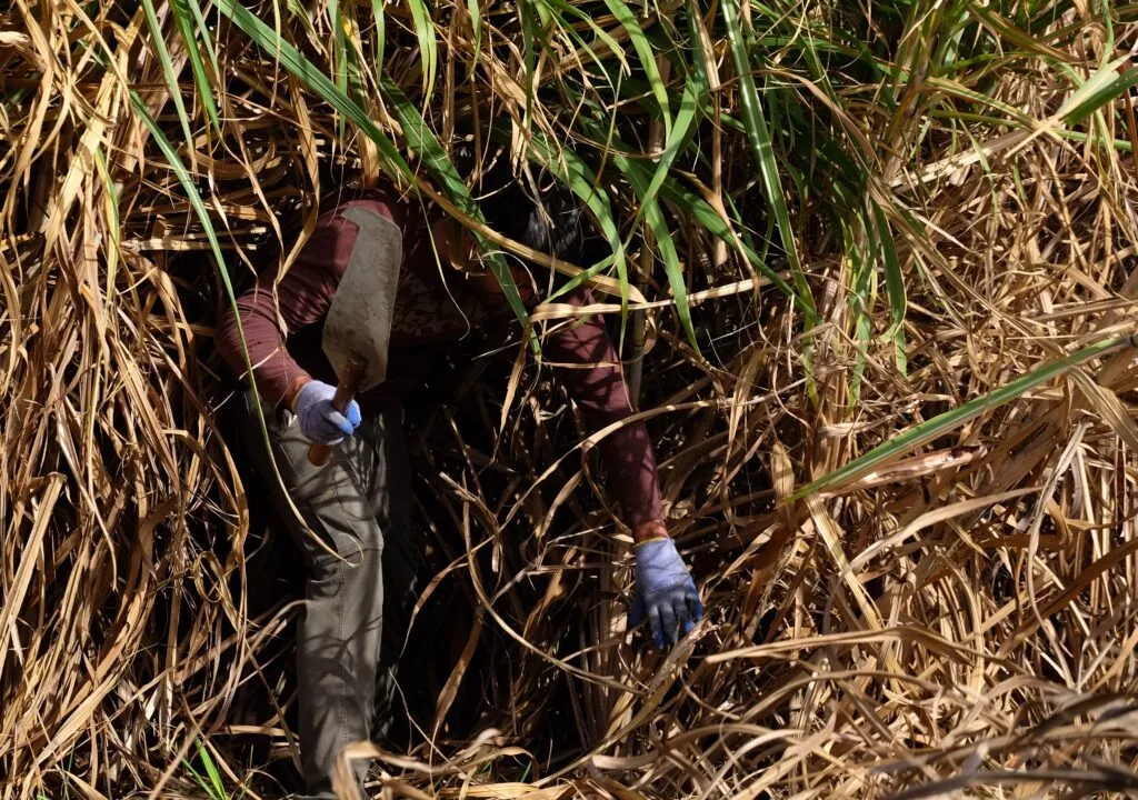 canna da zucchero raccolta in andalusia per produrre rum