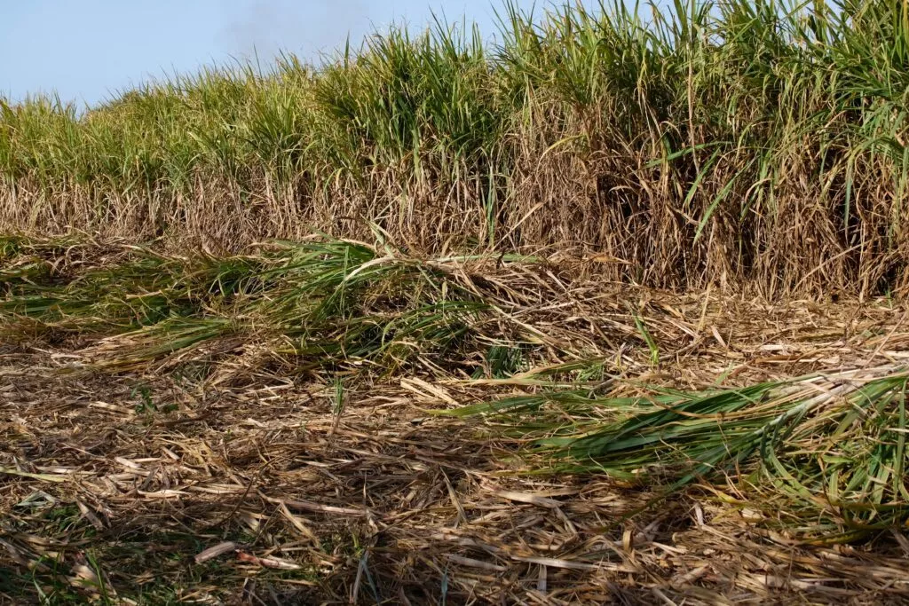 sugar cane field in andalucia ron factory