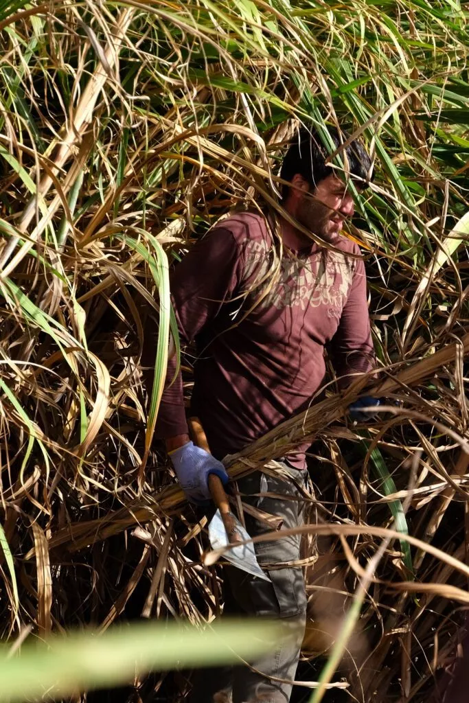 sugar cane harvest in andalucia for rum el mondero